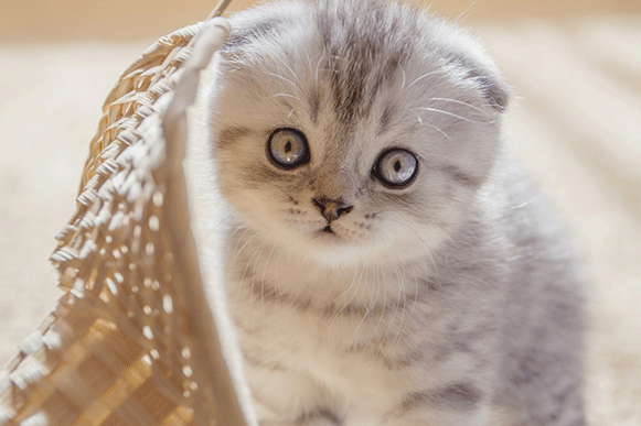 1524823069605414.gif ghuy7u.gif